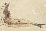Four Cretaceous Fossil Fish (Scombroclupea) - Lebanon #201376-3